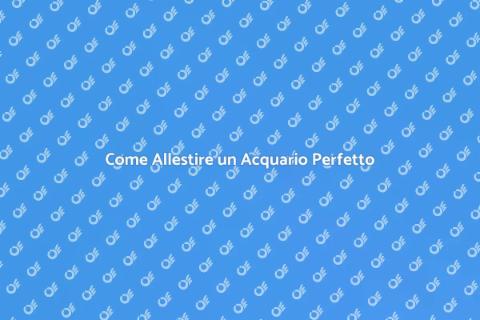 Acquario Ben Allestito: Guida Completa