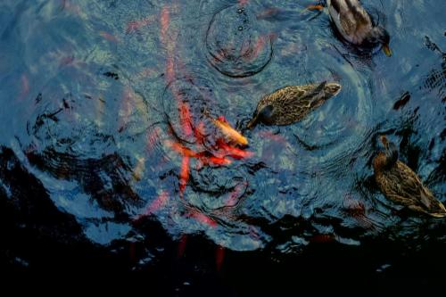 Regole d'oro per il tuo pesce rosso