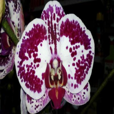Verdein -Giardini  - Foto 4
