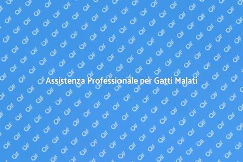 Cat Sitter Esperto per Gatti Malati