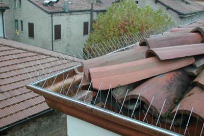 Fitosan Service  - Foto 5