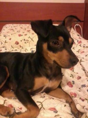 PET SITTER A PENSIONE FAMILIARE  - Foto 1