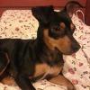 PET SITTER A PENSIONE FAMILIARE 