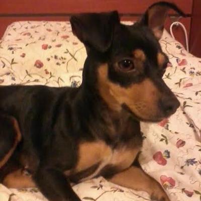PET SITTER A PENSIONE FAMILIARE