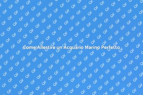 Acquario Marino: Guida alla Creazione