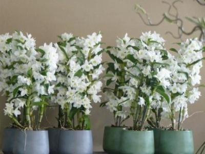 Fioreria Tulipa  - Foto 3