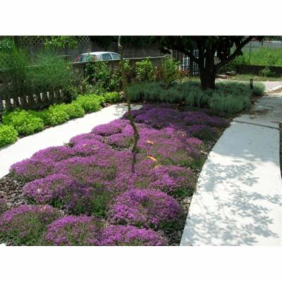 Il Giardino  - Foto 7