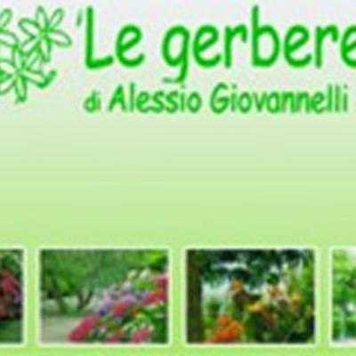 Le Gerbere Giardinaggio