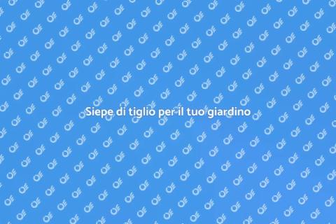 Progettare siepe di tiglio perfetta