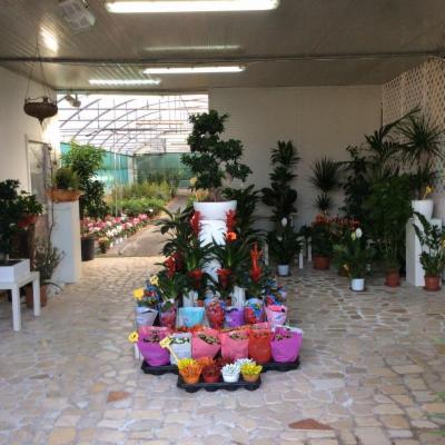 Vivaio Giardino dei Desideri  - Foto 7