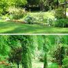 Verdi Giardini 
