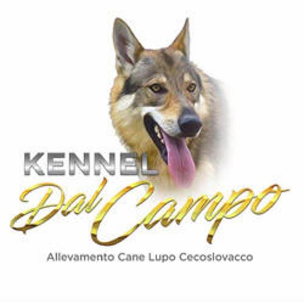Il Campo Ranch Pensione per Cani  - Foto 1