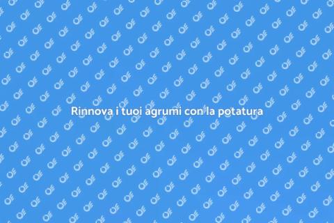 Potatura di rinnovo agrumi: guida pratica