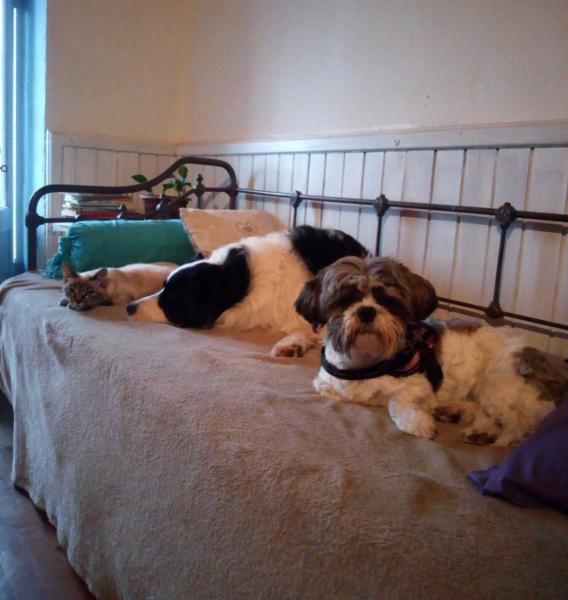 dogsitting, gruppi di dogtrekking e socializzazioni - Foto 17