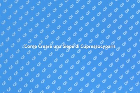 Progettare Siepe di Cupressocyparis