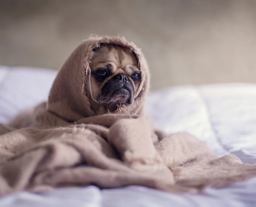 Gelo cani inverno