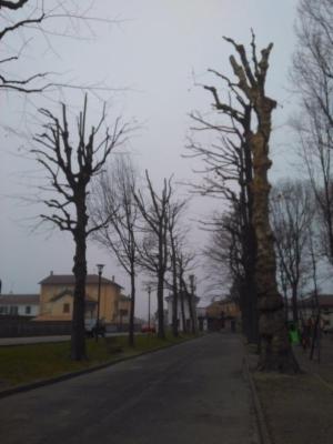 Bounous Luca - Lavori di Giardinaggio  - Foto 6