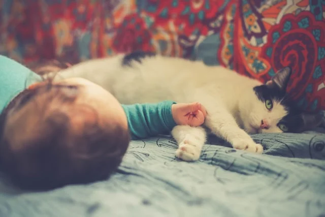 Gatto per bambini