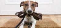 Dogsitter: scopri trucchi per trovare e selezionare un buon DogSitter nella tua zona!