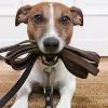Dogsitter: scopri trucchi per trovare e selezionare un buon DogSitter nella tua zona!