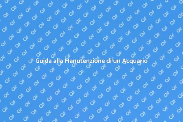 Come Mantenere un Grande Acquario