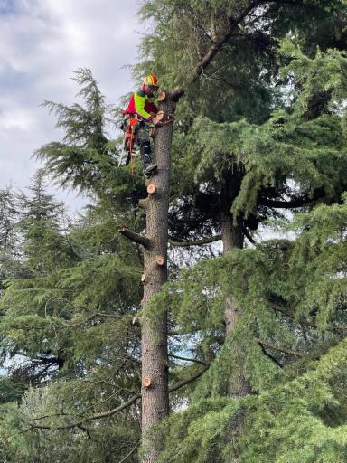 Arbor Climbing di Rocco Lodise - Foto 1