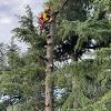 Arbor Climbing di Rocco Lodise