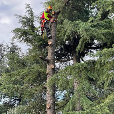 Arbor Climbing di Rocco Lodise