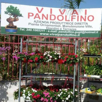 Vivai Pandolfino  - Foto 2
