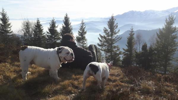 dogsitting, gruppi di dogtrekking e socializzazioni - Foto 25