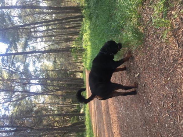 Dog sitter - Foto 23