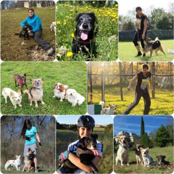 Educazione cinofila & pet sitting - roma - Foto 1