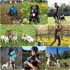 Educazione cinofila & pet sitting - roma