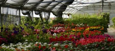 Azienda Florivivaistica Mannini & Brogi  - Foto 8