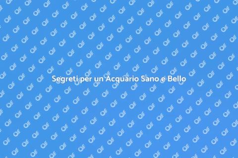 Manutenzione dell'Acquario Perfetto