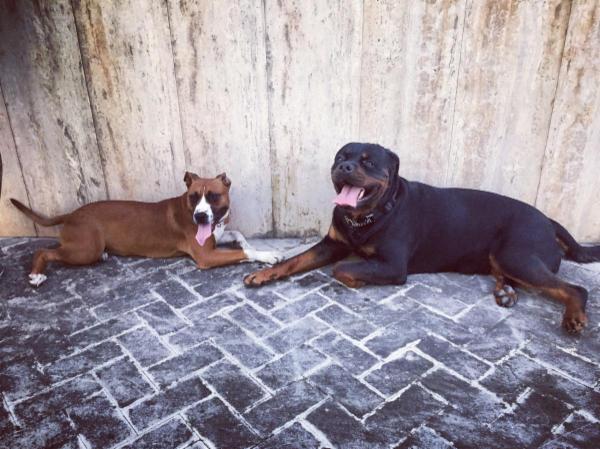 Dog sitter - Foto 17