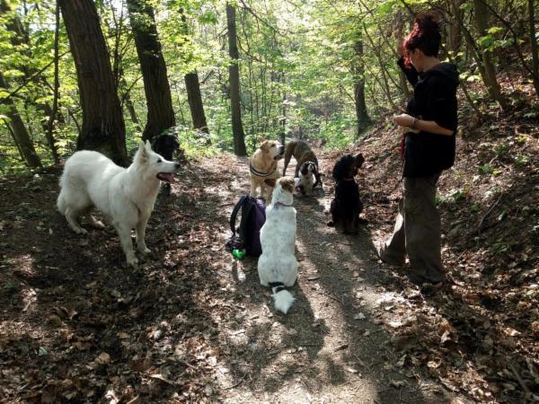 dogsitting, gruppi di dogtrekking e socializzazioni - Foto 14