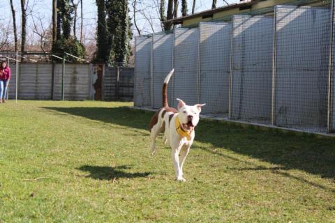 Luca Di Bitetto - Foto 3