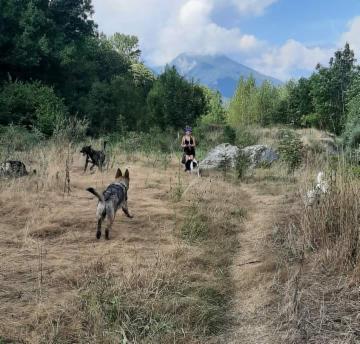 dogsitting, gruppi di dogtrekking e socializzazioni - Foto 28