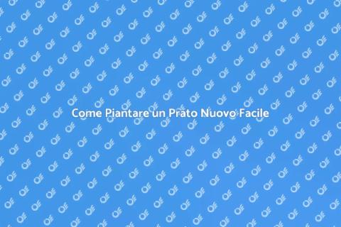Piantare un Prato Nuovo: Guida Essenziale