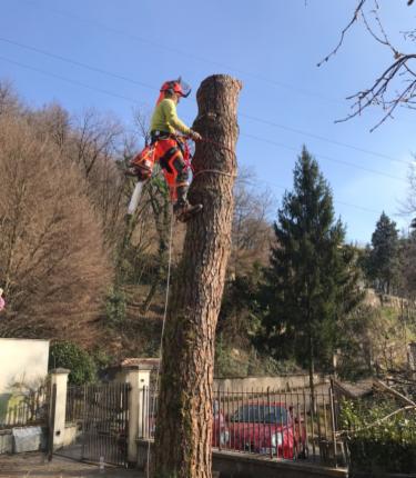 TreeclimbingBS - Foto 2