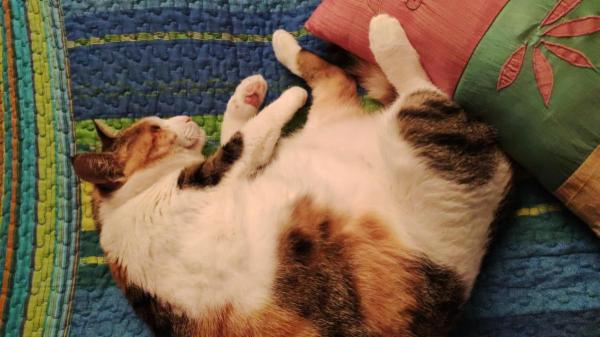 Pet sitter per Cani e Gatti - Foto 3