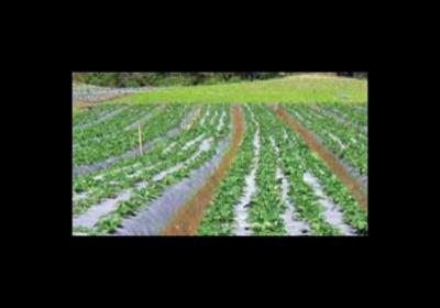 Cont Irrigazioni  - Foto 4