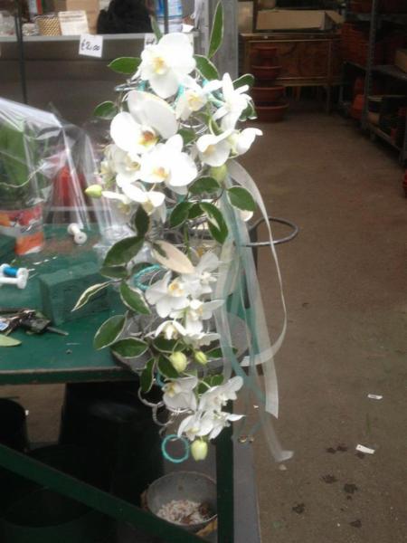 Manza Floricoltura  - Foto 2