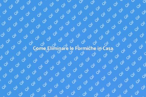 Disinfestare le Formiche in Casa