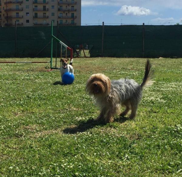 Dog School Catania - Foto 8