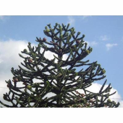 Vivai Piante Lello Grasso  - Foto 4