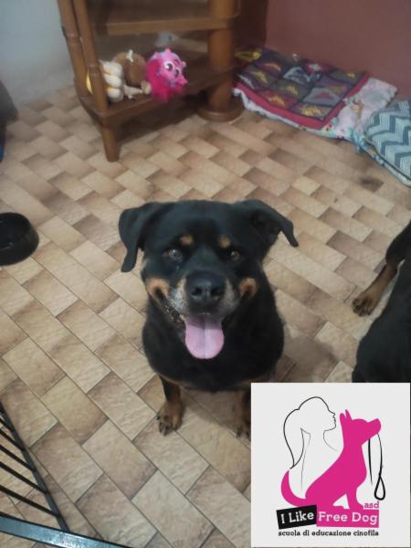 I LIKE FREE DOG ASD scuola di educazione cinofila - Foto 7