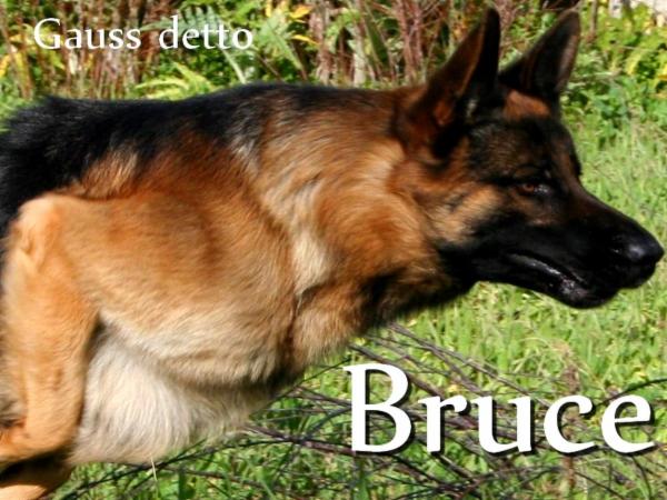 Wolf In Dog di Barbara de Risi - Foto 18