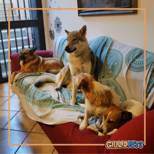Giulio Paolo Alberto Vitulli - Foto 4